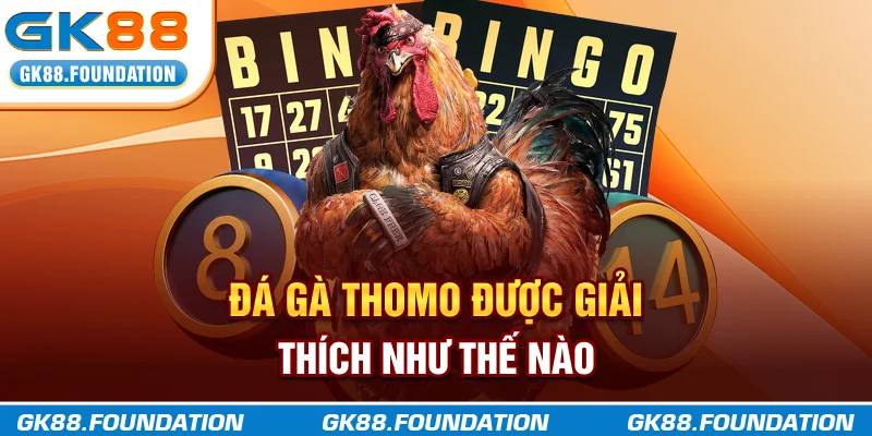 Đá gà Thomo được giải thích như thế nào?
